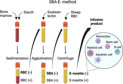 Frontiers | T-cell depleted haploidentical hematopoietic cell